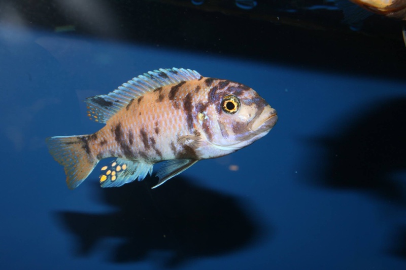 Maylandia zebra 'Jalo Reef'